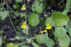 Utricularia bifida