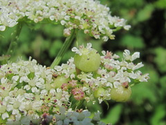 Selinum alatum