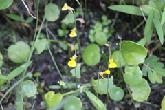 Utricularia bifida