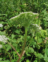Selinum alatum