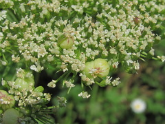 Selinum alatum