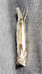 Crambus youngellus