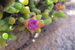 Schlechteranthus connatus