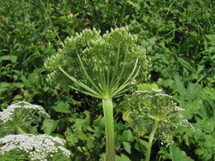 Selinum alatum