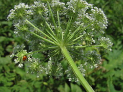 Selinum alatum