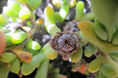 Schlechteranthus connatus