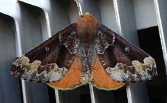 Caripeta pulcherrima