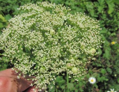 Selinum alatum