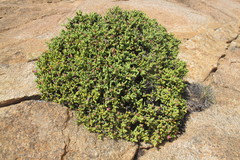 Schlechteranthus connatus