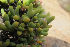 Schlechteranthus connatus