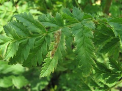 Selinum alatum