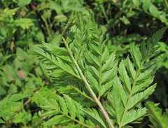 Selinum alatum