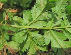 Selinum alatum