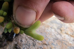 Schlechteranthus connatus