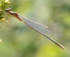Lestes alacer