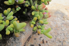 Schlechteranthus connatus