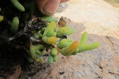 Schlechteranthus connatus