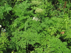 Selinum alatum