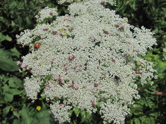Selinum alatum