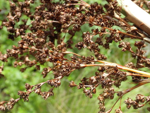 Family Thurniaceae · iNaturalist