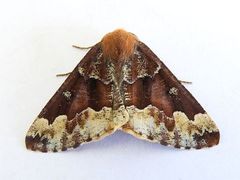 Caripeta pulcherrima