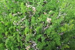 Pelargonium dasyphyllum