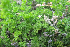 Pelargonium dasyphyllum