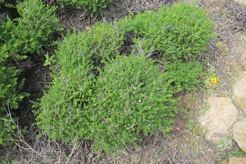Image of Succulent Storksbill (Pelargonium dasyphyllum) by (c) James Deacon, some rights reserved (CC BY-SA)