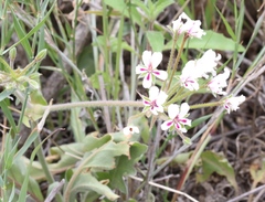 Pelargonium pulchellum