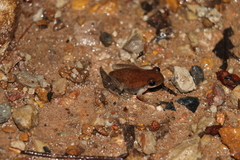 Litoria balatus
