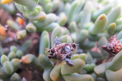 Schlechteranthus connatus