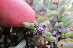 Schlechteranthus connatus