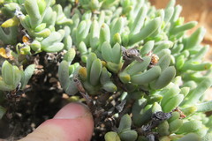 Schlechteranthus connatus