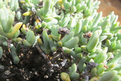 Schlechteranthus connatus