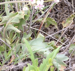 Pelargonium pulchellum