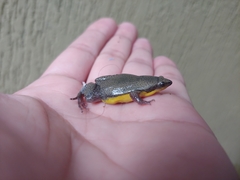 Elachistocleis bicolor