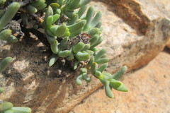 Schlechteranthus connatus