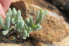 Schlechteranthus connatus