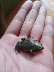 Elachistocleis bicolor