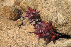 Crassula brevifolia