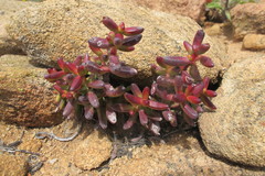 Crassula brevifolia