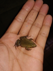 Elachistocleis bicolor