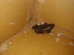 Elachistocleis bicolor