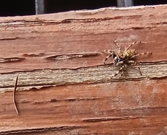 Salticidae