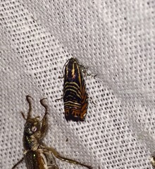Thaumatographa jonesi