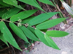 Callicarpa pilosissima