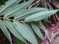 Callicarpa pilosissima