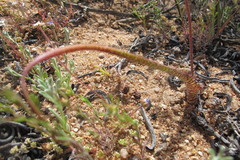 Lachenalia hirta hirta