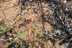 Lachenalia hirta hirta