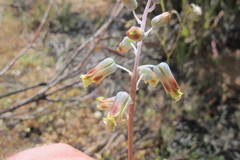 Lachenalia hirta hirta